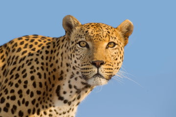 A beautifully marked female African Leopard at Madikwe Game reserve in South Africa