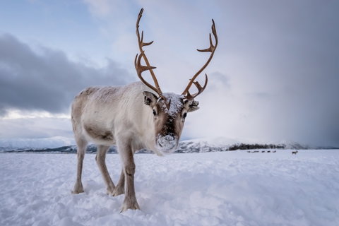 Night Reindeer Sledding