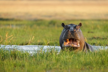 Hippopotamus in water looking. Okavango delta, khwai, Botswana