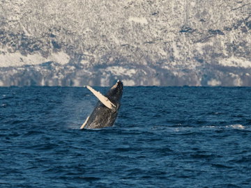 Silent Whale Watching, Tromso