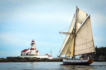 St Andrews Whale Watching by Tall Ship