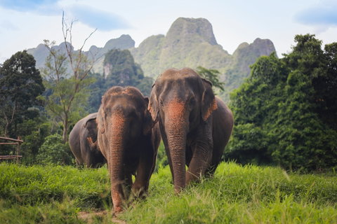 Elephant Hills Tented Camp, Khao Sok National Park