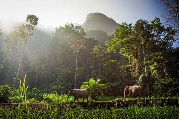Elephant Hills Tented Camp - 2 Night Jungle Safari