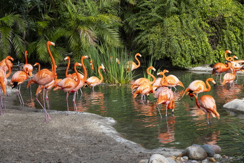 San Diego Zoo