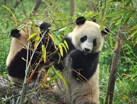 Chengdu