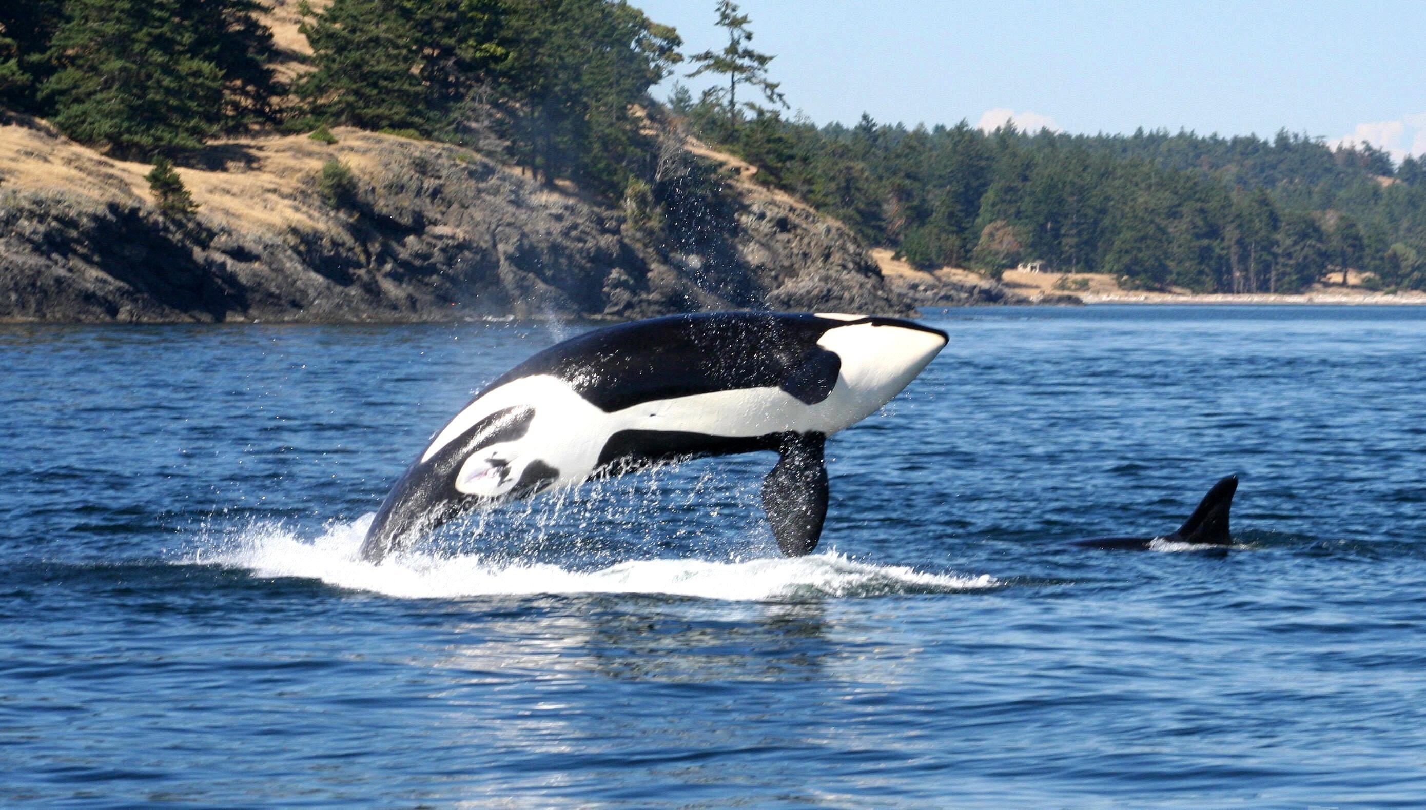 A killer whale in the ocean in Canada