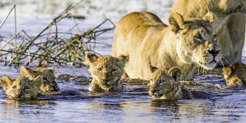 Botswana Family Adventure & Victoria Falls