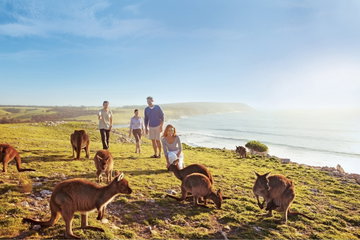 Family with a group of kangaroos on the coast of Kangaroo island