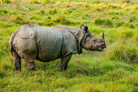 Chitwan National Park