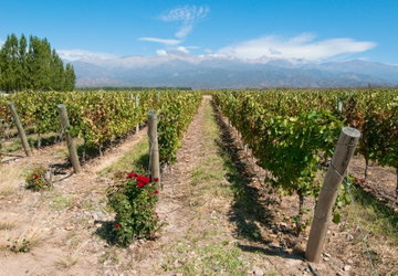 Mendoza Extension