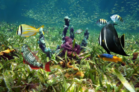 Marine Parks