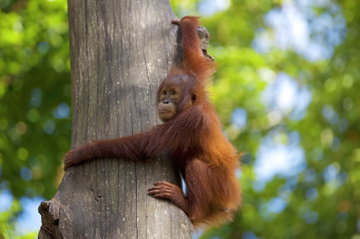 An orangutan with one arm clasped around the trunk of a tree looking out with blurred foliage in the background in Sumatra, Indonesia.