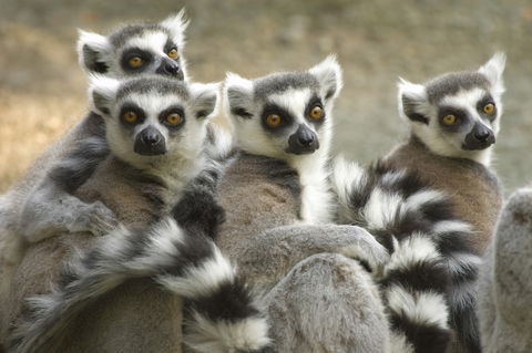 Madagascan Wildlife Adventure