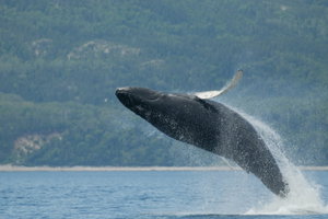 Tadoussac Whale Watch Cruise by Covered Boat