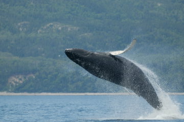 Tadoussac Whale Watch Cruise by Covered Boat