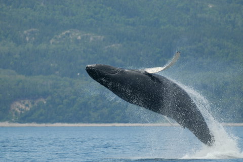 Tadoussac Whale Watch Cruise by Covered Boat