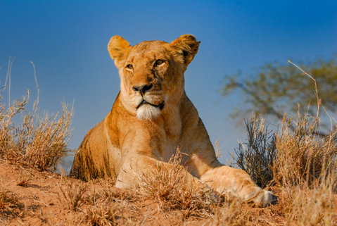 Timbavati Private Nature Reserve