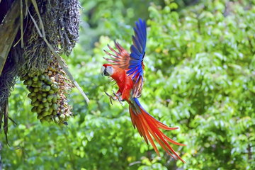 A bright red and blue bird (macaw) is in flight about to land, wings spread and talons out, on some fruit in a tree, Osa Peninsula, Costa Rica