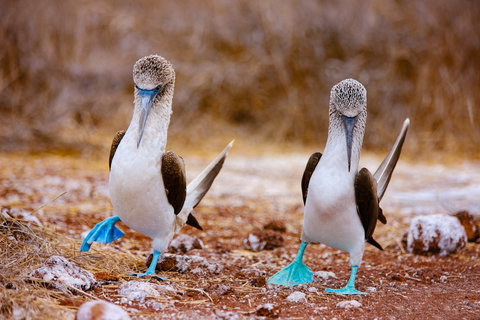 Galápagos Islands Wildlife holidays