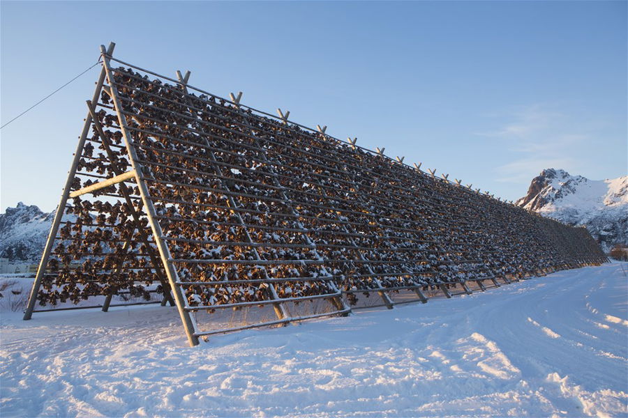 Stockfish in Lofoten Islands, Norway