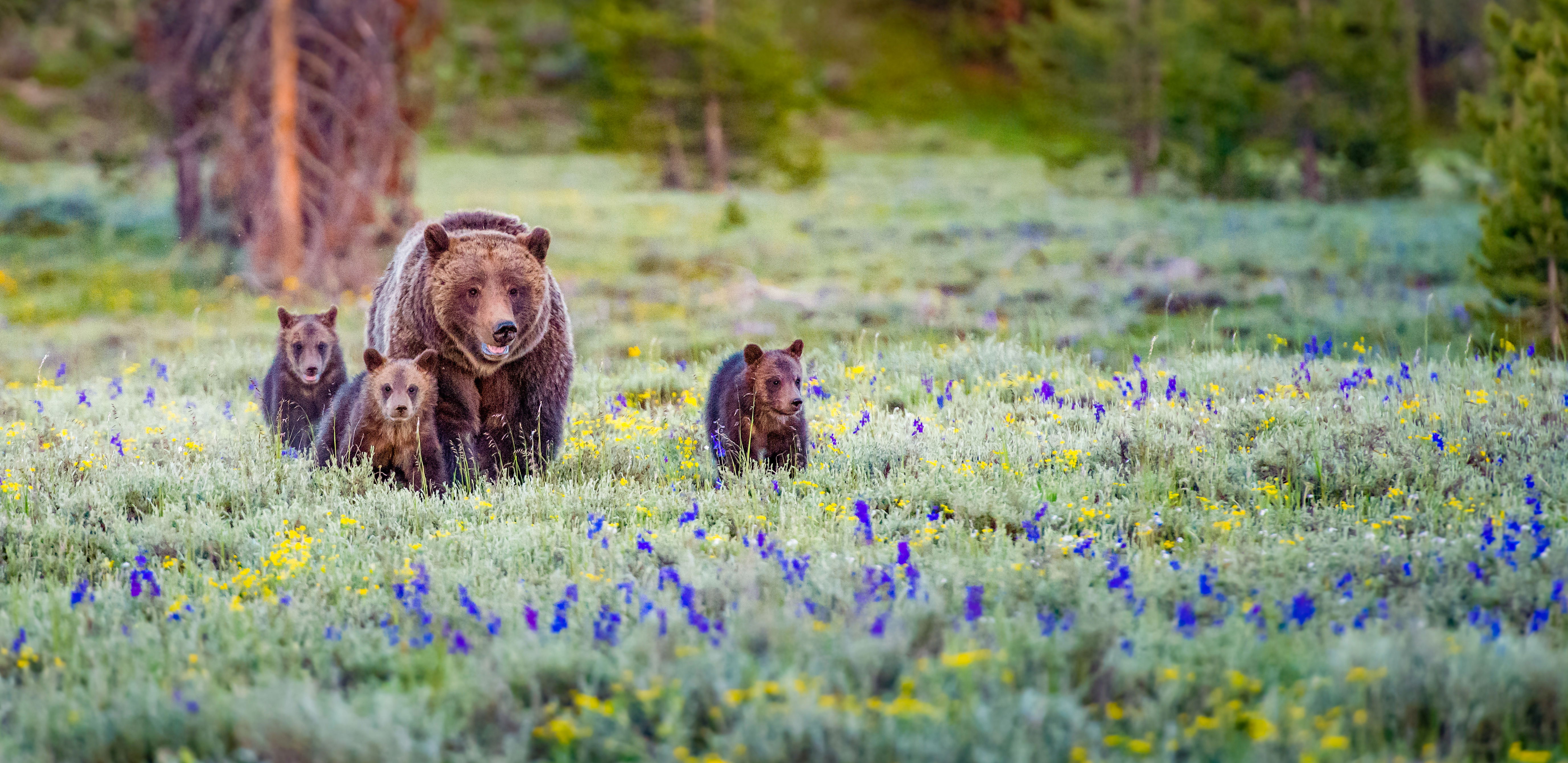 Grizzly bear family in the wild, Canada
