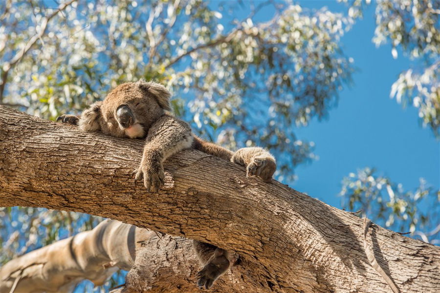 A koala in Australia