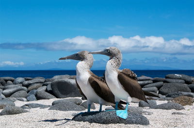 When is the Best Time to Visit the Galapagos Islands