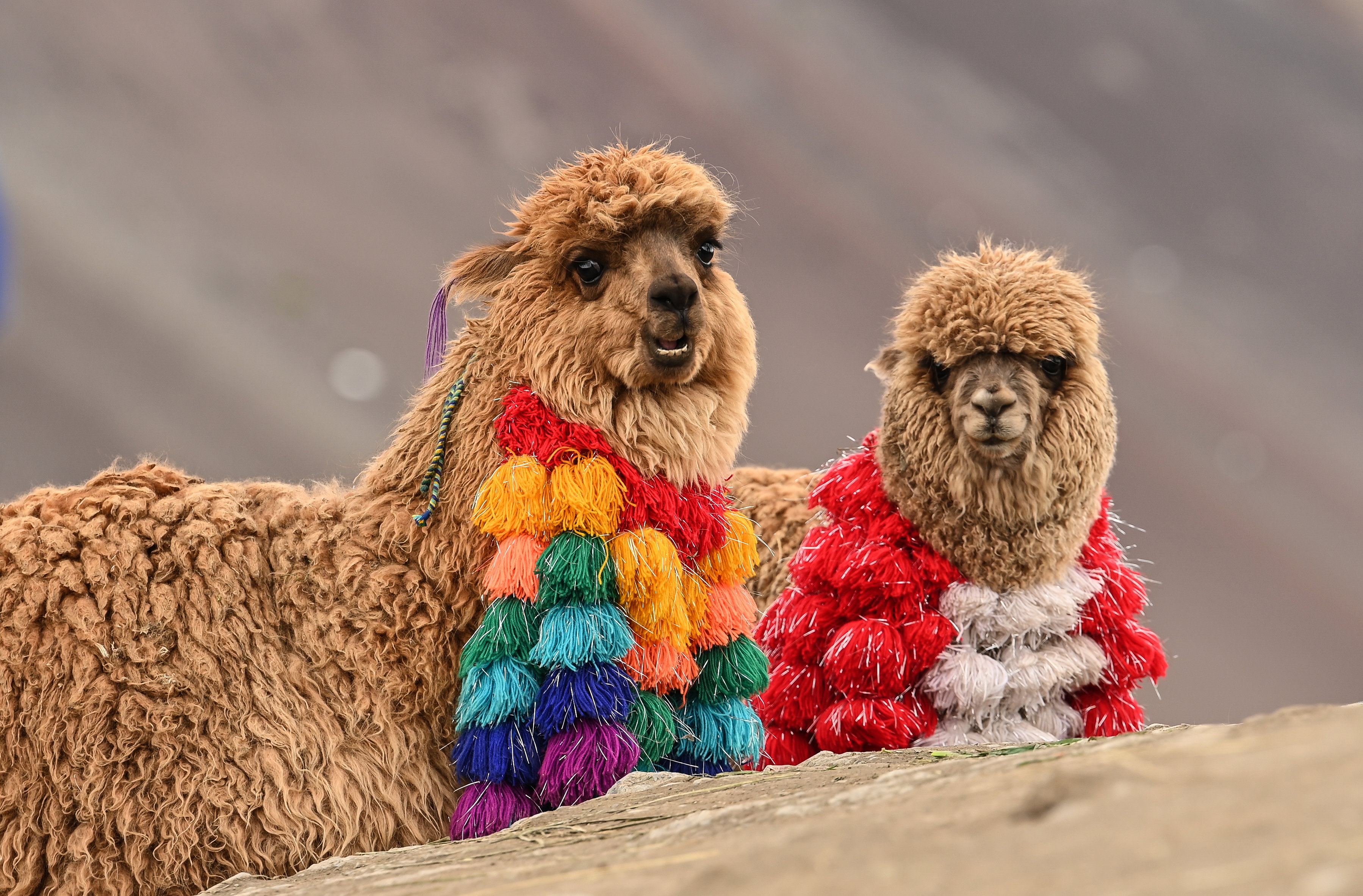 Cute Peruvian Alpaca in the mountains area, Cusco Province, Peru