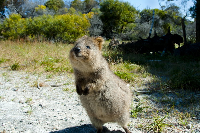 Quokka, Rottnest Island, Australia