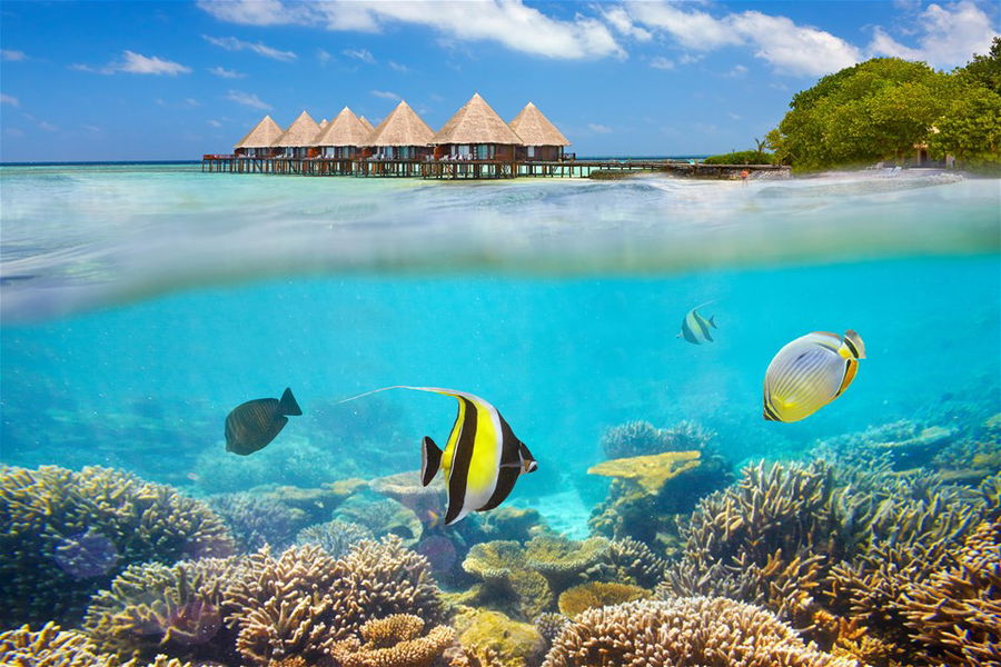 A view of fish underwater at the Maldives