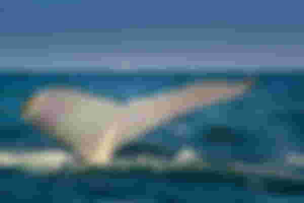 Mancora Whale Watching Experience