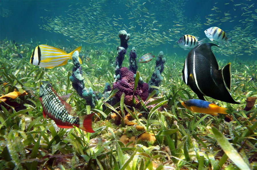 Fish on a coral reef in Mauritius