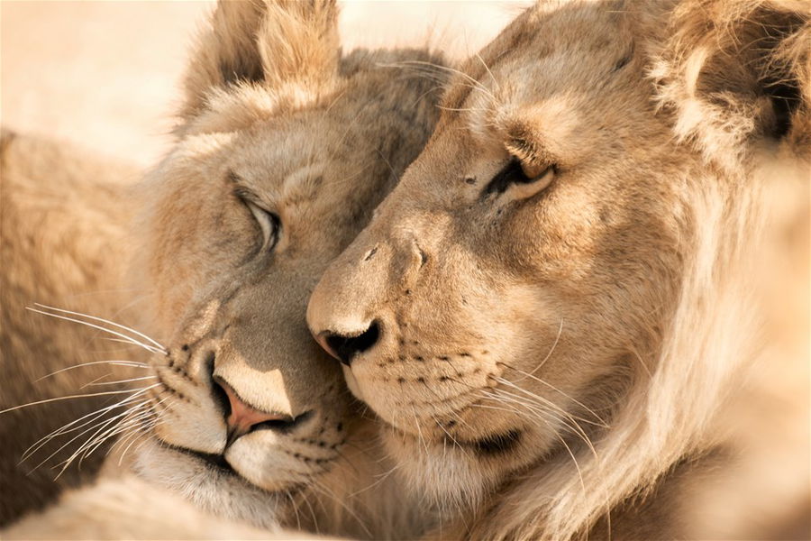 Two Lions, South Africa