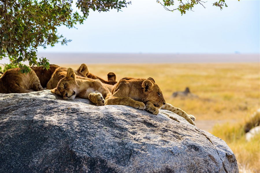 Group of young lions lying on rocks - beautiful scenery of savanna at sunset, Kenya