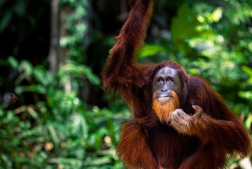 Classic Borneo