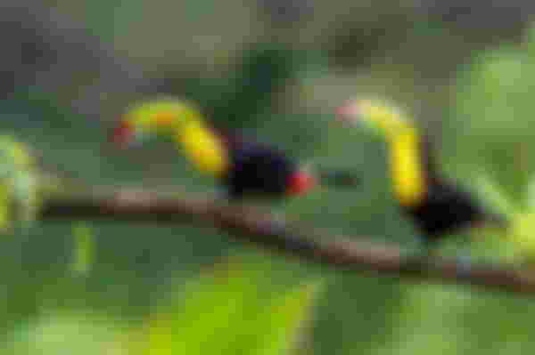 Toucans, Tree Tops & Beach Time