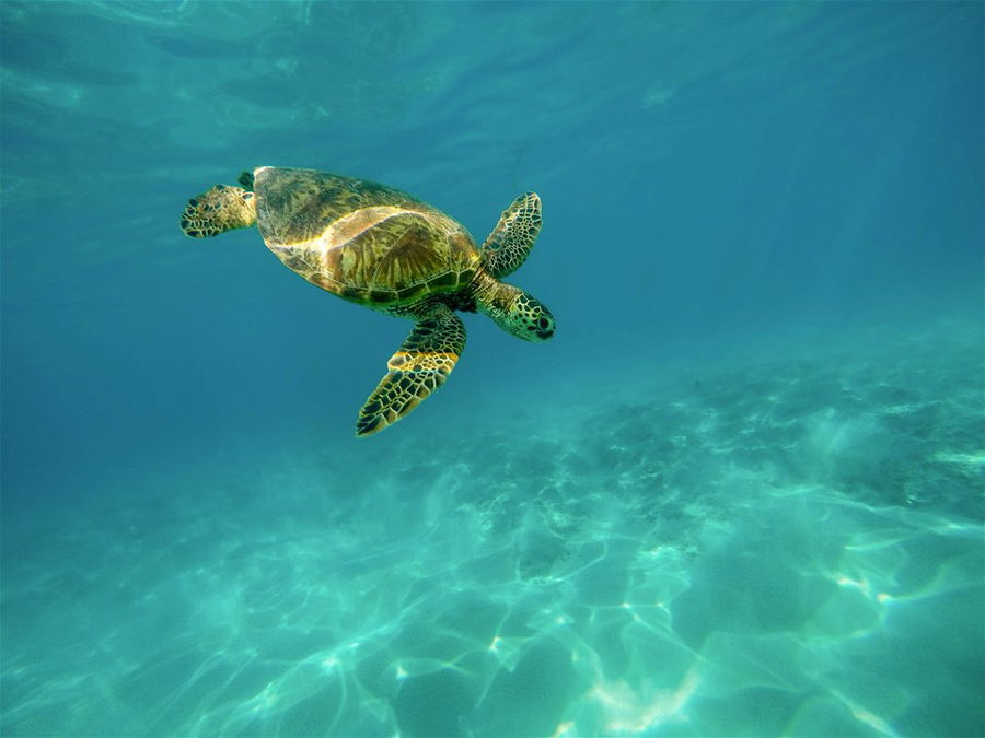 A turtle swims underwater