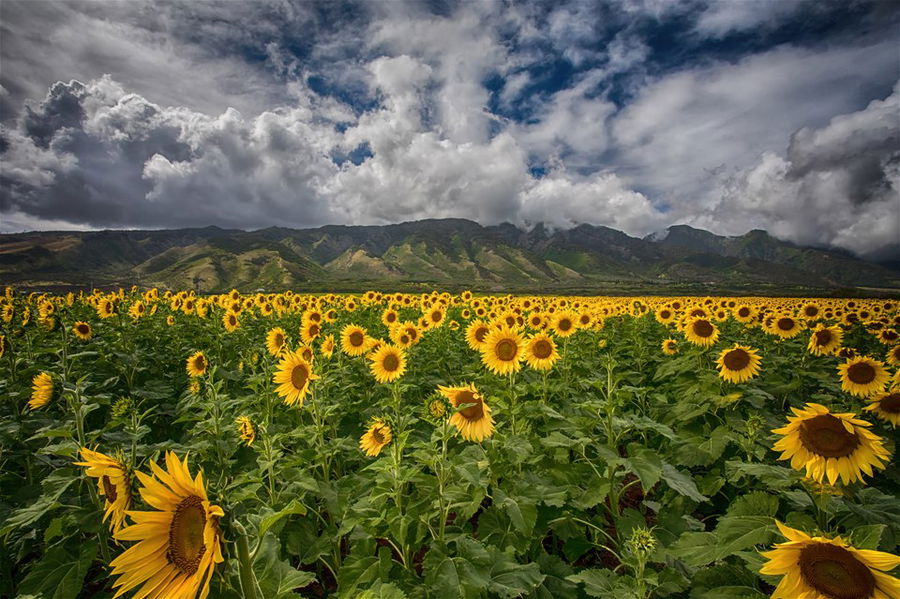 sunflowers in a field in Maui