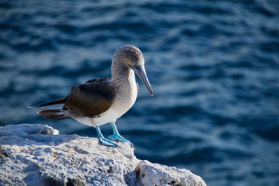 What to Expect on a Galápagos Cruise