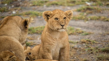 Tanzania Family Journey: A Serengeti Safari