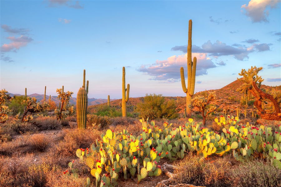 Late light illuminates saguaros cactus in Sonoran Desert, Arizona, USA