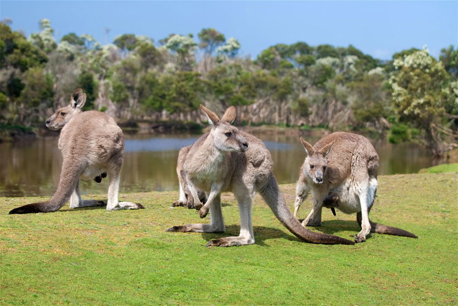 Koalas and Kangaroos