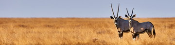 Premium Botswana & Namibia