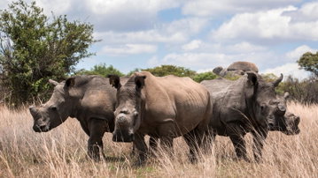 Journeys: The Great Southern Africa Safari