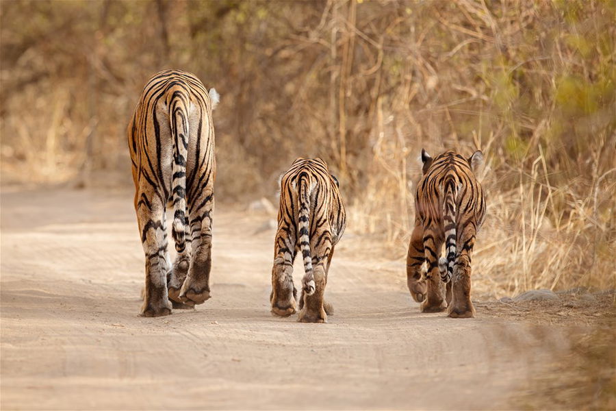 Tigress with cubs in their natural habitat, India