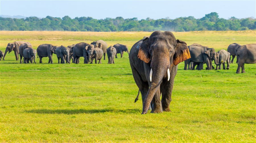 A large herd of elephants on the green grass of in Minneriya National Park, Sri Lanka