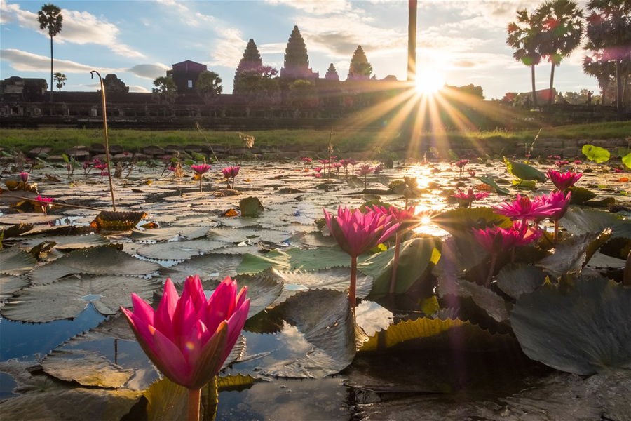 Beautiful sunrise over Angkor Wat one of the UNESCO world heritage site in Siem Reap, Cambodia look through lotus pond