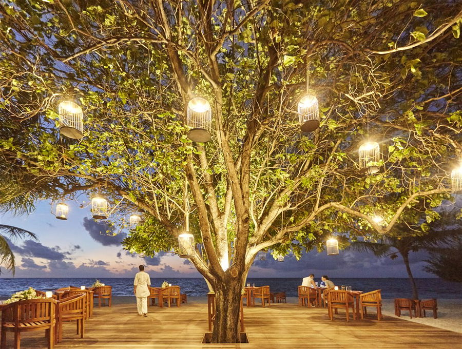 A tree strung with twinkling white lights