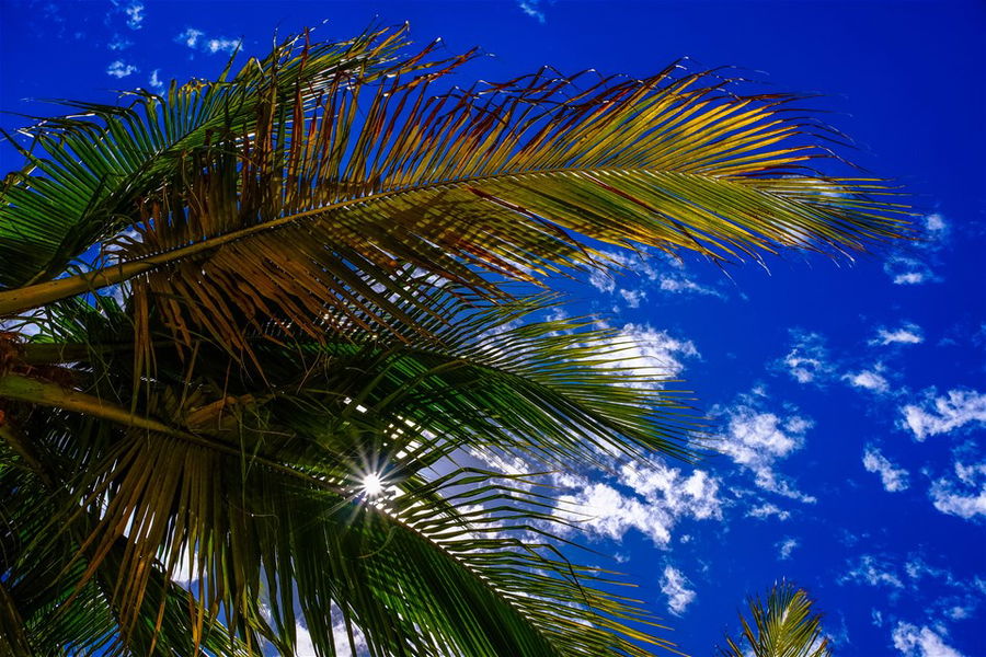 Palm leaves against a blue sky in Mauritius