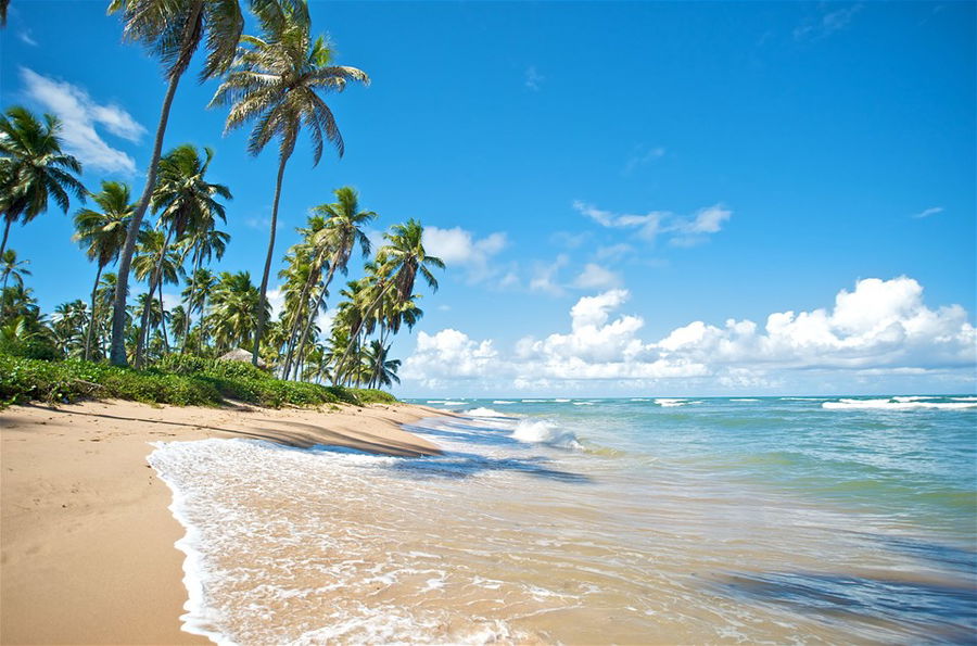 The beautiful beach at Praia do Forte, with bright blue skies and palm trees in the background, in Brazil